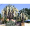 Buy Rare Seeds Brahea armata | Blue Hesper & Mexican-Blue