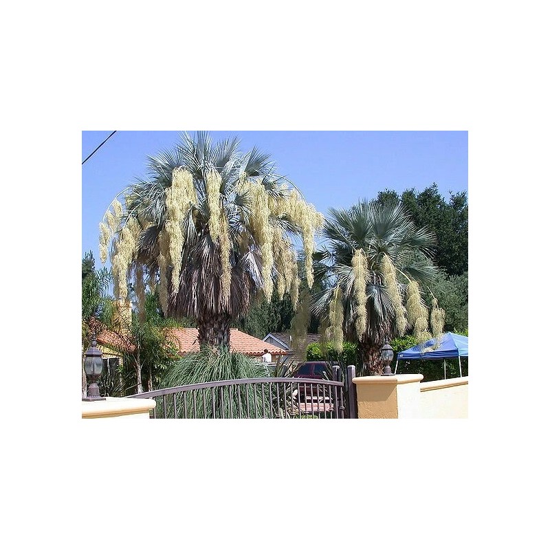 Buy Rare Seeds Brahea armata | Blue Hesper & Mexican-Blue