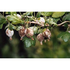 Bio-Pflanzenspray gegen Mehltau, 500 ml