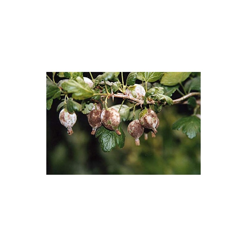 Bio-Pflanzenspray gegen Mehltau, 500 ml