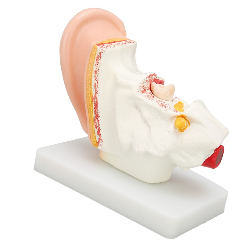 Human Ear Anatomical Model Clear Structure Simulation Inner Ear Model