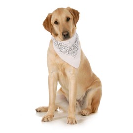 3-Pack Paisley Cotton Dog Scarf Triangle Bibs - XL and Washable (White)