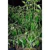 home grown Finger Hot Chilli pepper HEIRLOOM 50+ seeds 100%