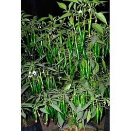 home grown Finger Hot Chilli pepper HEIRLOOM 50+ seeds 100% Organic Very high yield