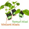 2 Vincent Female Kiwis & 1 Tomuri Male Kiwi (Actinidia