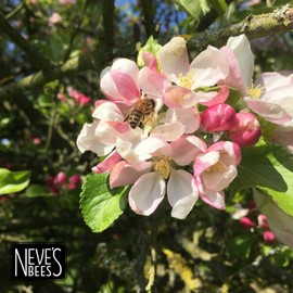Neve's Bees Beeswax Lip Balm - Honey Vanilla - 100% Natural - Cute Little Slider Tin - 7g (see pic for size)