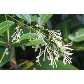 Night Blooming Jasmine I 40 Live Plants I Cestrum Nocturnum | Fragrant White Flowers for Evening Garden Bliss, Perfect for Container Gardening, Easy to Grow
