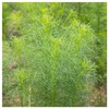 Everwilde Farms - 1/4 Lb Cumin Herb Seeds - Gold