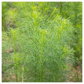 Everwilde Farms - 1/4 Lb Cumin Herb Seeds - Gold Vault