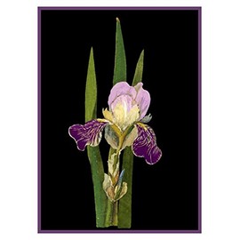 Orenco Originals Purple Iris Flowers by Mary Delany Counted Cross Stitch Pattern