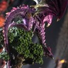 Pacific Giftware Purple Dragon Figurine Perched on Tree Fantasy Dragon