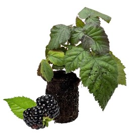BlackBerry Plants, 'Chester' BlackBerry Plants - Thornless, More Winter Hardy and Productive Blackberries from Hand Picked Nursery (5)