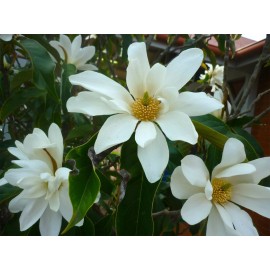 Buy Rare Seeds Magnolia doltsopa | Sweet Michelia | 5_Seeds