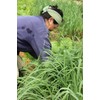 Fu Dog Garden Lemongrass (Cymbopogon citratus) Fresh Premium (8) Stalks