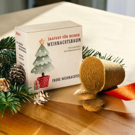 Christmas Tree Growing Set as Advent Calendar Filling - Mini Gift as an Idea for the Advent Calendar for Women and Men - Nordmann Fir for Planting Yourself