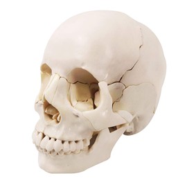 Disarticulated Human Skull, 22 Parts Skull Model, Human Exploded Skull Model Adult Bone Color, Life-Size Anatomical Beauchene Skull Model for Medical Teaching Learning, Educational Student Learning