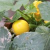Zucchini Yellow Round Summer Squash 10 Seeds Non-GMO Vegetable