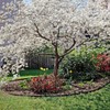 Generic The White Dogwood Tree, White Flowering, Charcoal Bark, Fruit