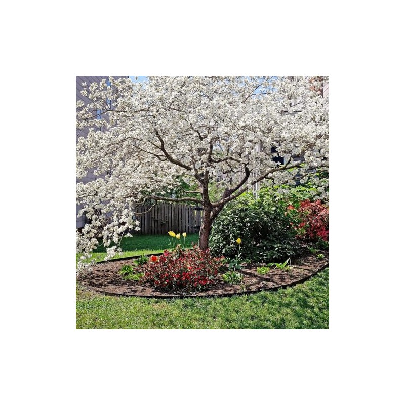 Generic The White Dogwood Tree, White Flowering, Charcoal Bark, Fruit