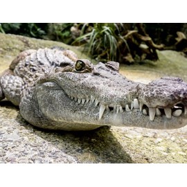 Premium Textile Canvas 45 x 30 cm Crocodile