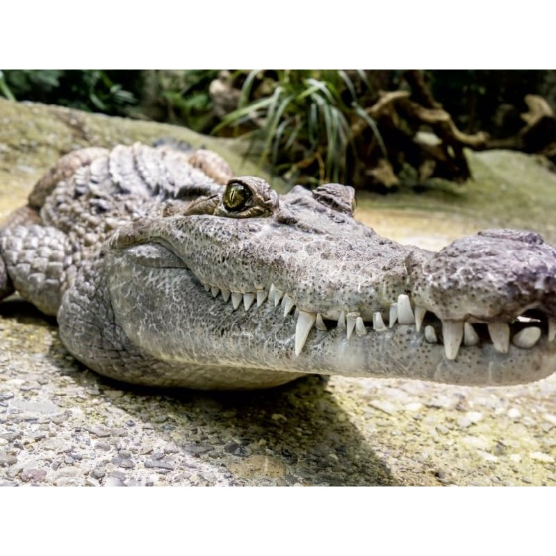 Premium Textile Canvas 45 x 30 cm Crocodile