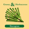 Tadin Shavegrass Herbal Tea, Caffeine Free, 24 Tea Bags Per