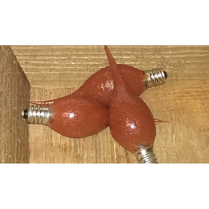 On The Bright Side - Scented Silicone Light Bulb -