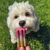 SPOT Pup Ice- Ready to Freeze at Home Dog Treats-Edible