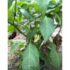 Pepper Fuego Chocolate Primotalii Hot Sauce