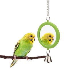 Hypeety Pet Bird Mirror with Bell Interactive Parrot Toy Bird Cage Mirror for Cockatiel Parakeets Canaries Budgie (Green)