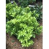 Florida Sunshine Anise (Illicium parviflorum 'Florida Sunshine')