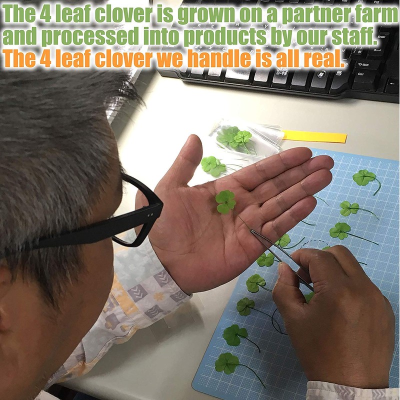 Real Four Leaf Clover Good Luck Pocket Token, Preserved, 1.25”,