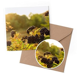 1 x Greeting Card & 10 cm Round Sticker Set - Black Elderberry Plant Nature Berries - Birthday Thank You Friend Lover Fan Mum Dad Kids #50269