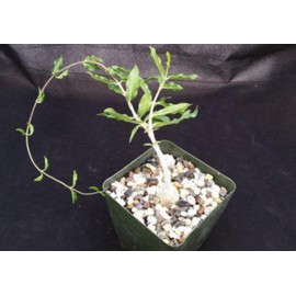 Fockea edulis Cacti Cactus Succulent Real Live Plant