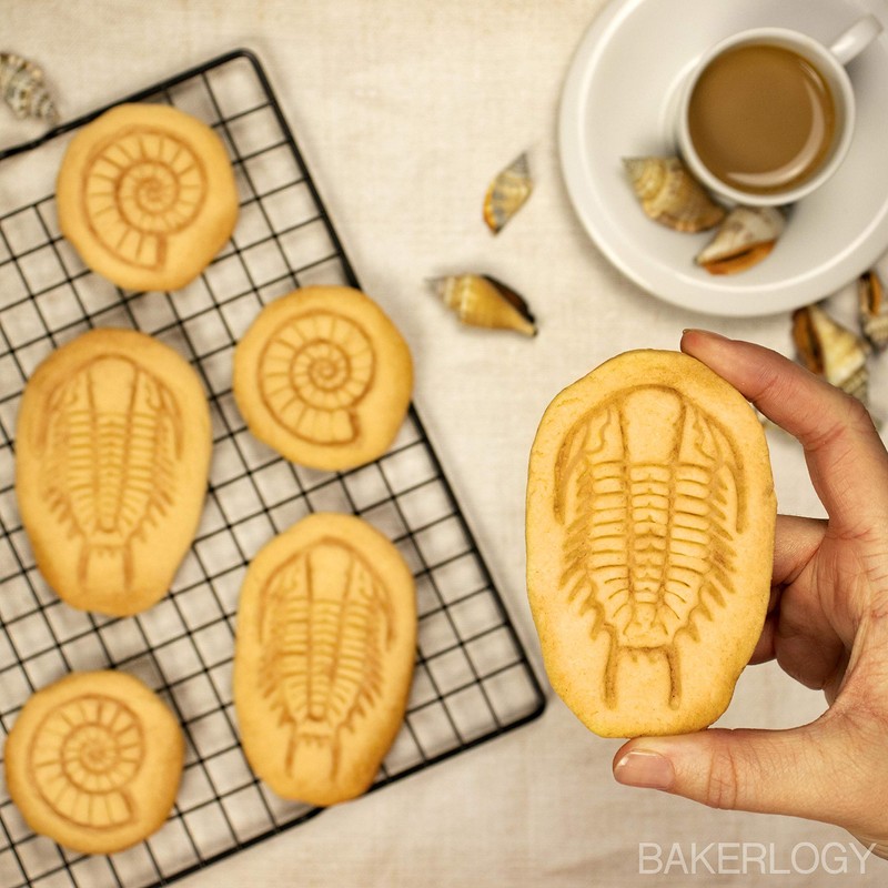 Trilobite cookie cutter, 1 piece - Bakerlogy