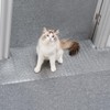 Uross Carpet Protector for Pets - Cat Carpet Protector for