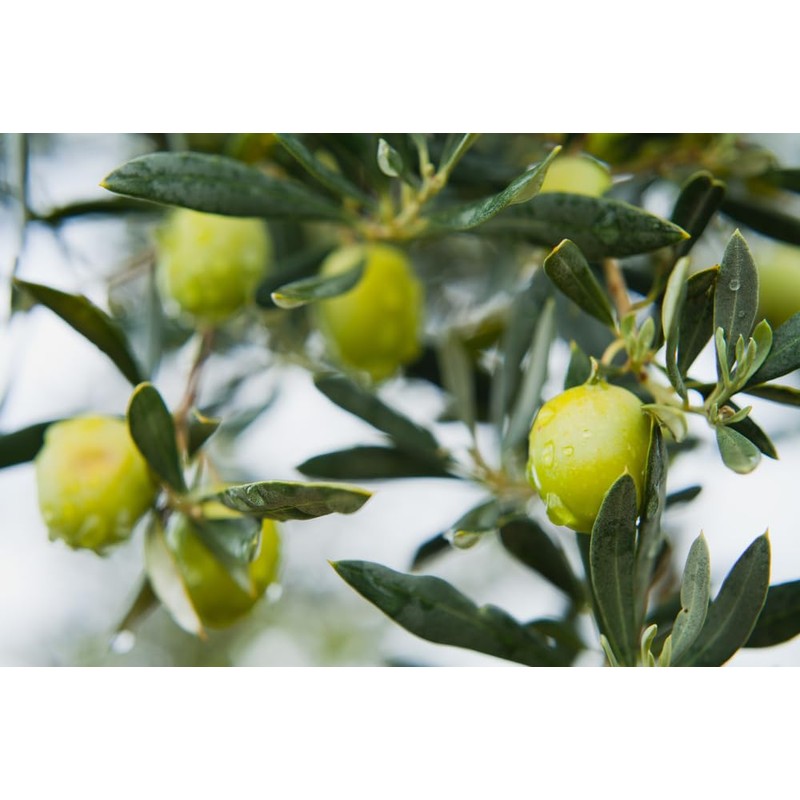 Sanniti Whole Castelvetrano Olives - 20.5 Ounce Jar