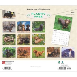 BrownTrout, Dachshunds Deluxe 2025 Wall Calendar