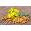 CEMEHA SEEDS - Seeds White Mustard Wild Non GMO Vegetable