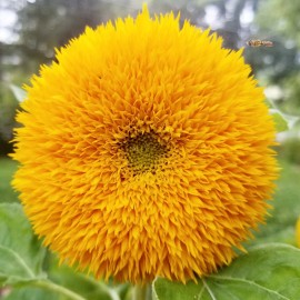 TomorrowSeeds Tall Teddy Bear Sunflower Seeds | Giant Sungold Big Gold Sun Flower Seed 2025 - 150+ Count