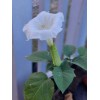 Flowers White Moonflower Seeds, Fragrant Bush, Organic, Datura Innoxia 60