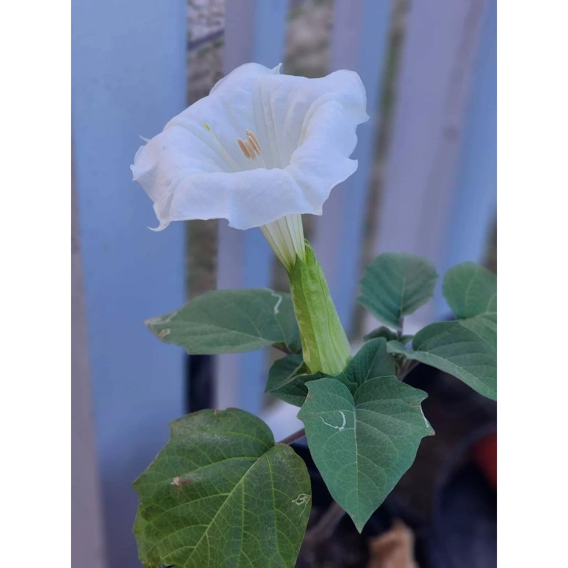 Flowers White Moonflower Seeds, Fragrant Bush, Organic, Datura Innoxia 60
