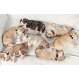 14 PCS Puppy Collars for Litter Puppy ID Collars Glow in The Dark Whelping Supplies Soft Nylon Breakaway Coloured Collars with 2 ID Tags(S)