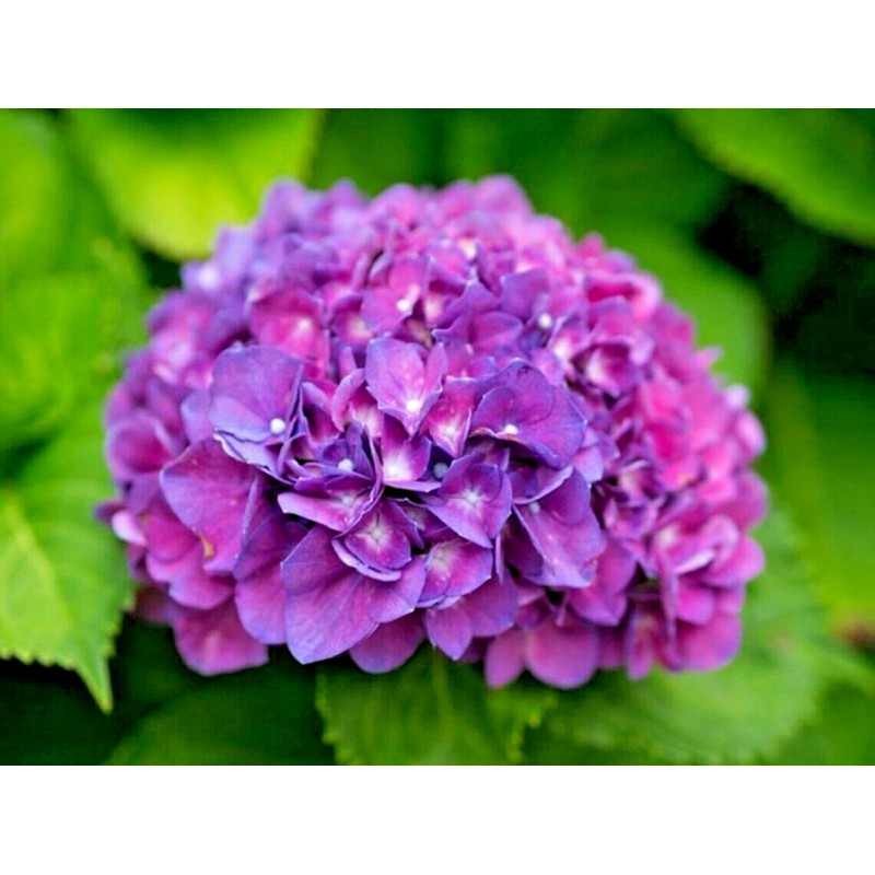 Shrubs Merritts Supreme Hydrangea Shrub/Bush, 6-12" Tall Seedling, Live Plant,