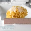 Neptune Caribbean Sea Sponge 2 Pack, Small, Approx. 4-5 inches