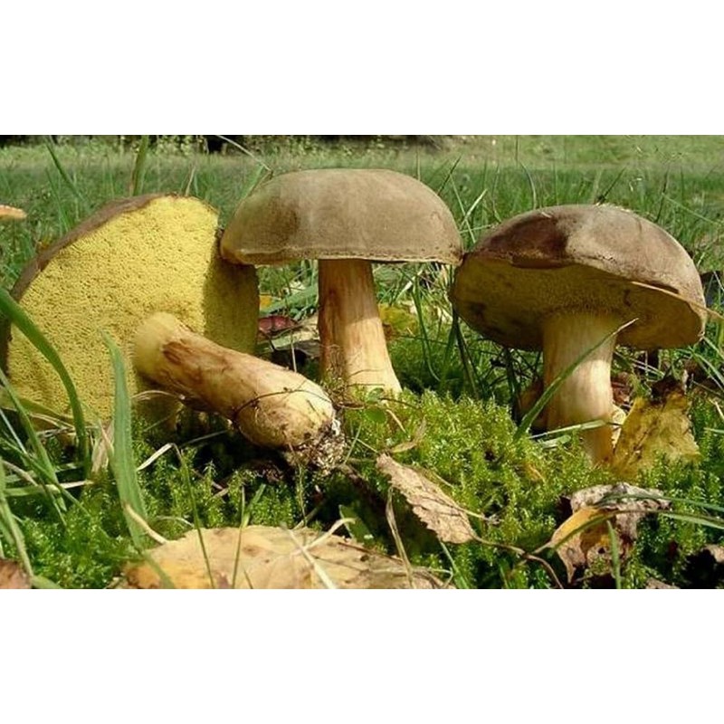 2 Pack Seweryn Marinated Bay Bolete Mushrooms Polish Podgrzybki Marynowane