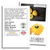 Yellow Bush Scallop Summer Squash Seeds (Pattypan, Cucurbita pepo var.