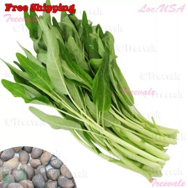 Treevale Thai Water Spinach SEEDS - White Stem | Ong Choy Kangkong Kong Xin Cai Seeds - ~1.2k Seeds or 2 OZ