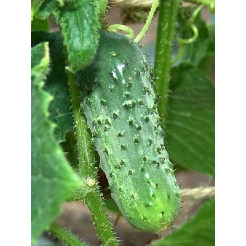 50 Boston Pickling Cucumber Seeds Heirloom Non GMO USA Harvested