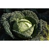 Seeds Savoy Cabbage Vertus Beautiful Vegetable Heirloom Ukraine for Planting